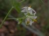 image of Solanum douglasii