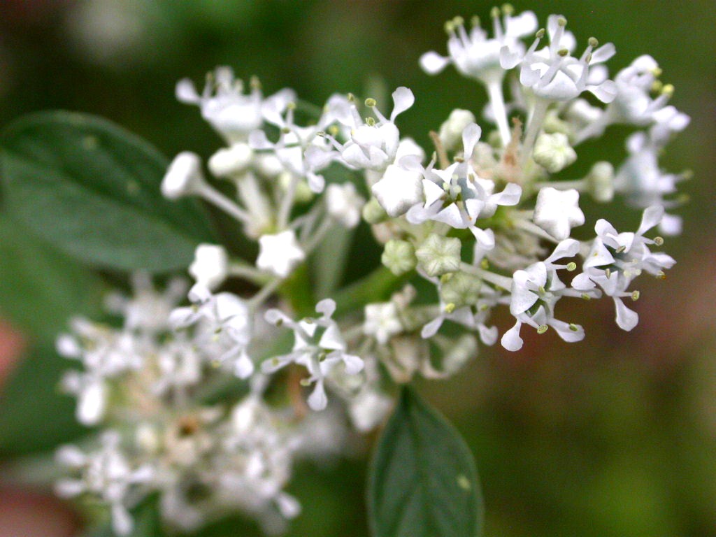 Rhamnaceae Ceanothus fendleri