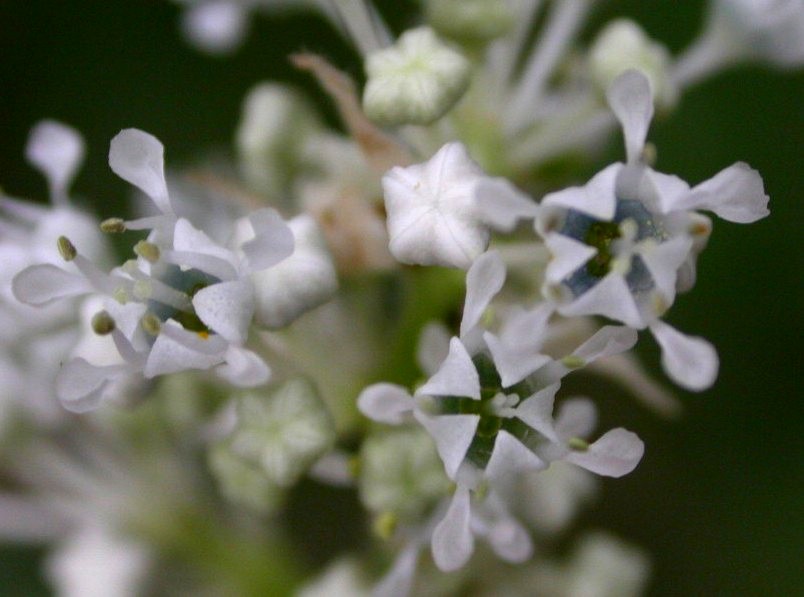 Rhamnaceae Ceanothus fendleri