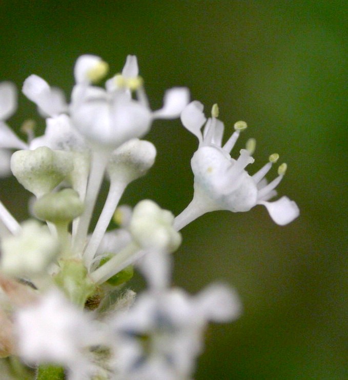 Rhamnaceae Ceanothus fendleri