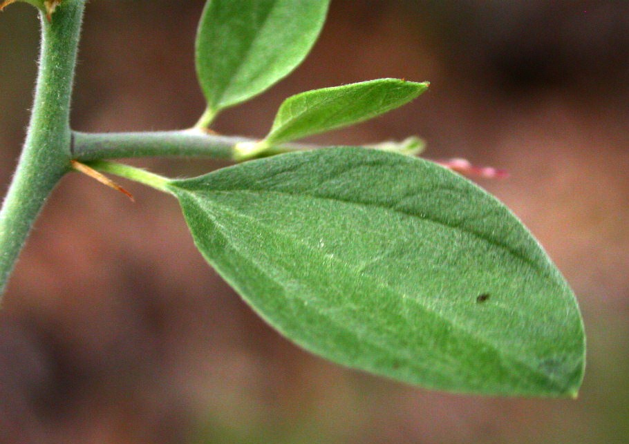 Rhamnaceae Ceanothus fendleri