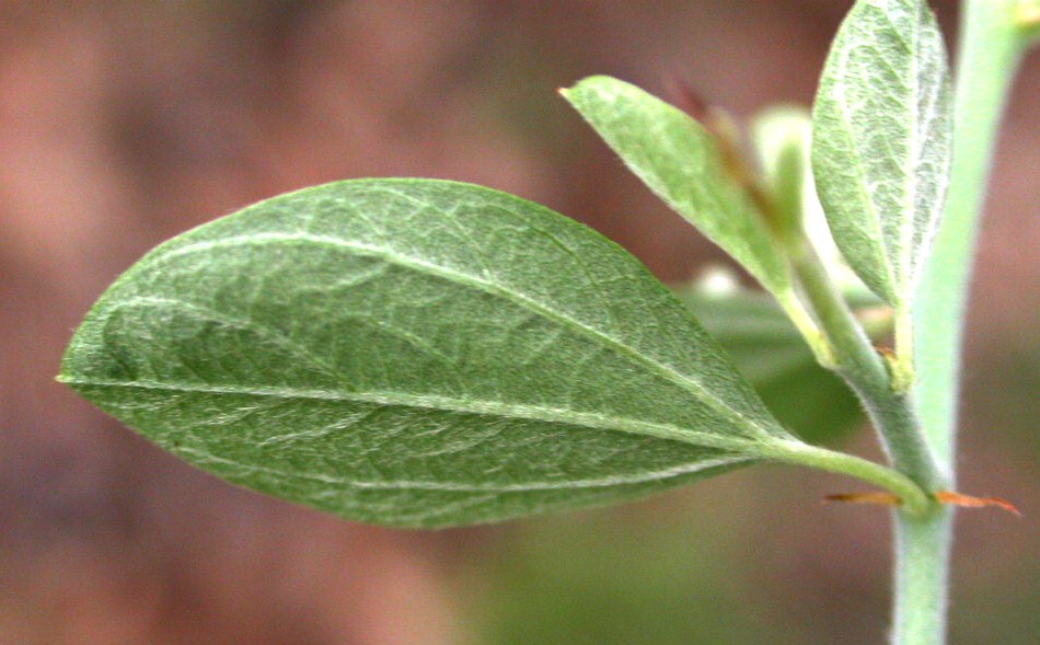 Rhamnaceae Ceanothus fendleri