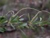 image of Cercocarpus montanus
