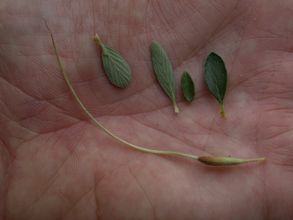 Rosaceae Cercocarpus montanus