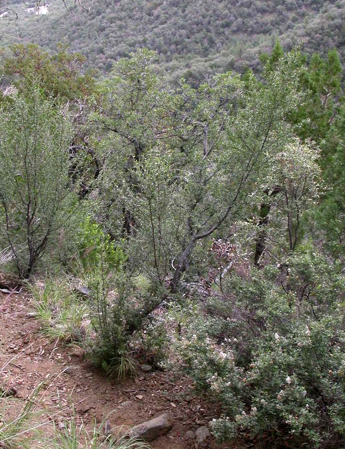 Rosaceae Cercocarpus montanus