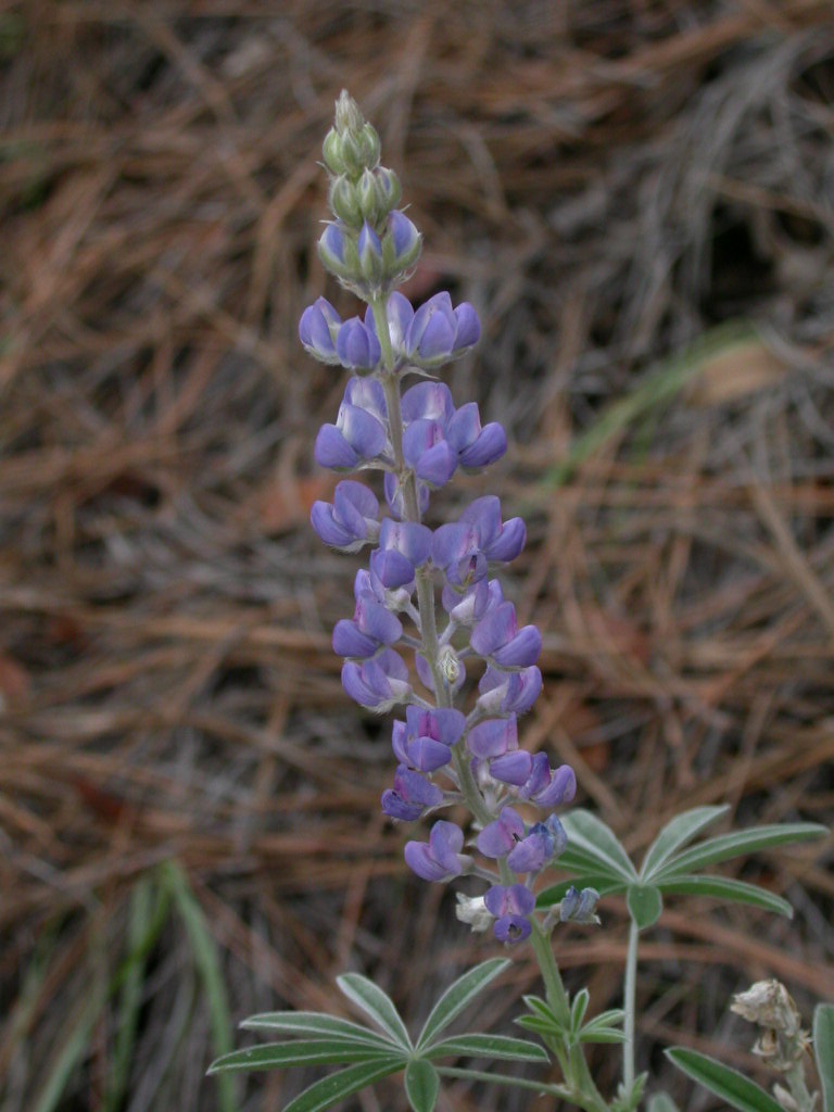 Fabaceae Lupinus lemmonii