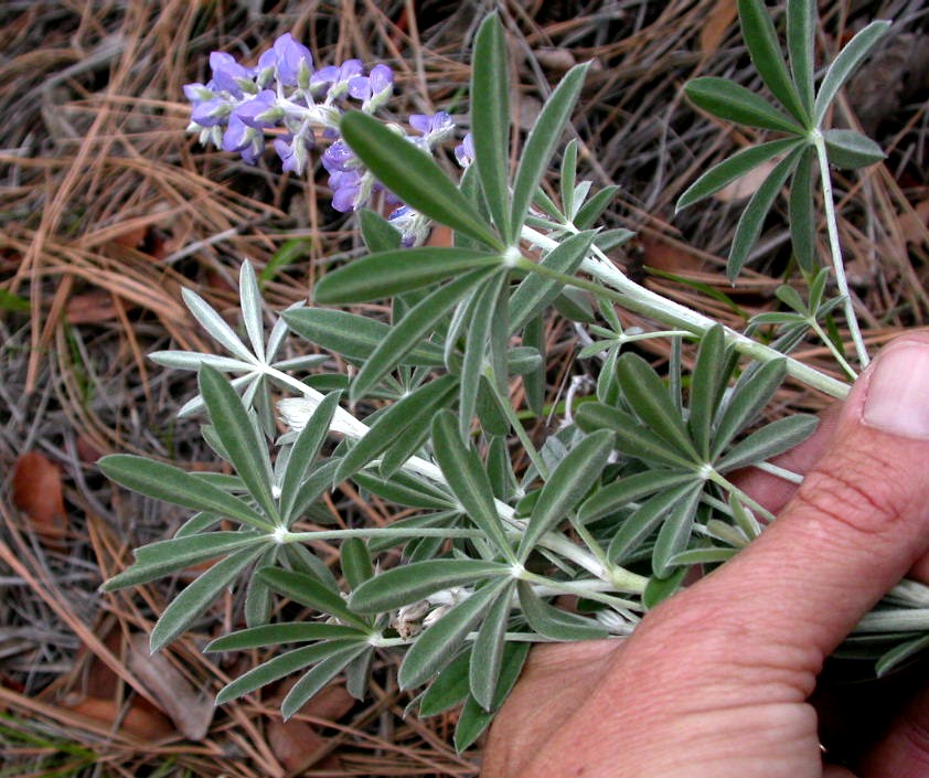 Fabaceae Lupinus lemmonii
