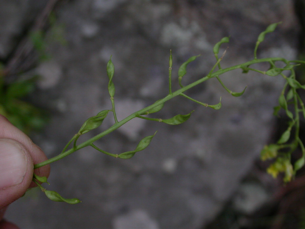 Brassicaceae Draba petrophila