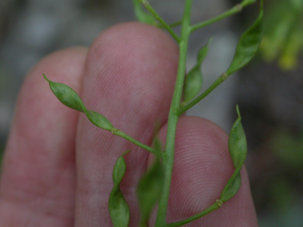 Brassicaceae Draba petrophila