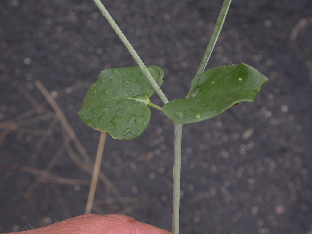Nyctaginaceae Boerhavia scandens