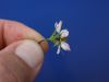 image of Cosmos parviflorus