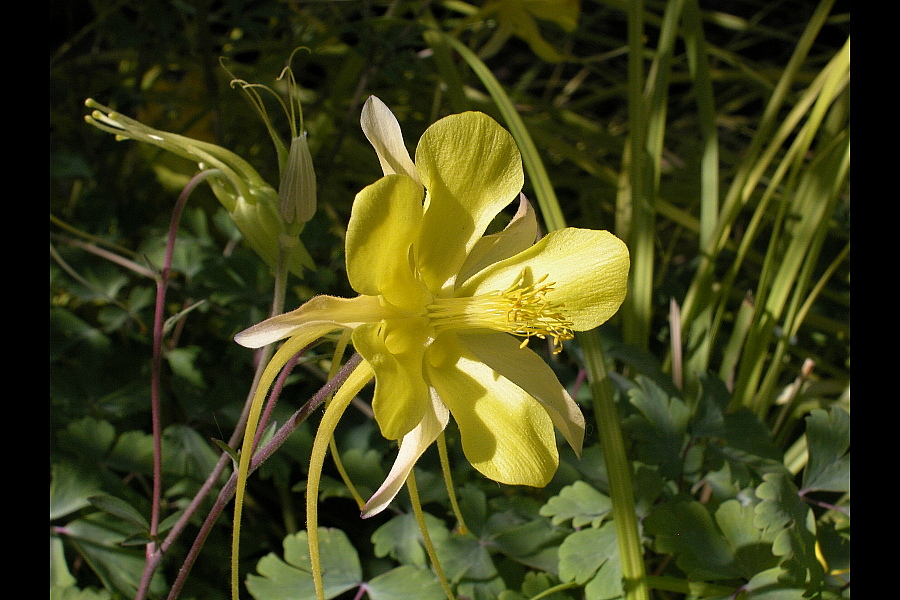 Ranunculaceae Aquilegia chrysantha