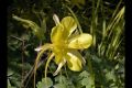 image of Aquilegia chrysantha