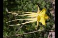image of Aquilegia chrysantha