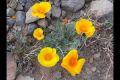 image of Eschscholzia 