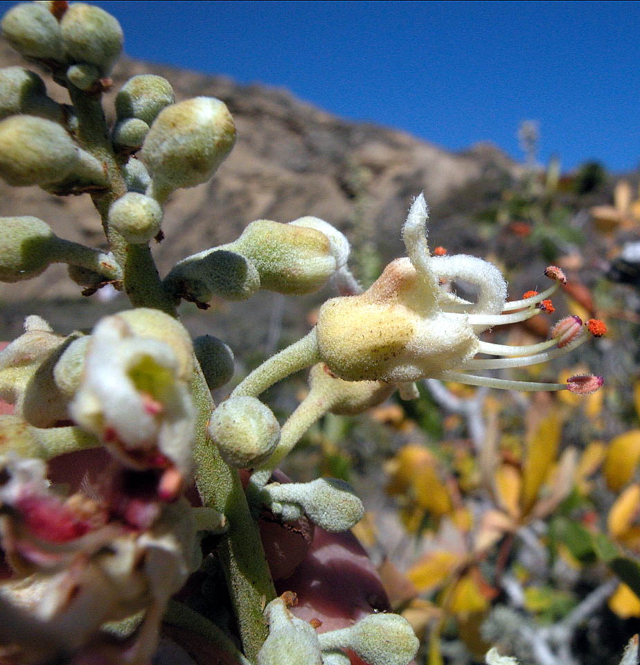 Hippocastanaceae Aesculus parryi