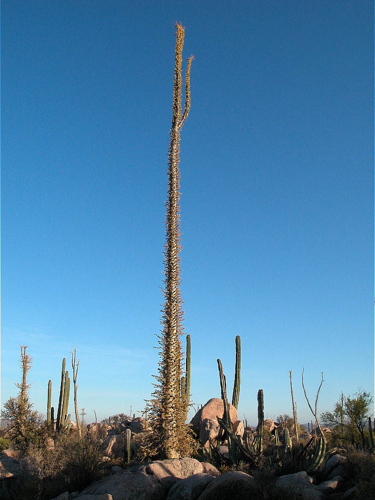 Fouquieriaceae Fouquieria columnaris