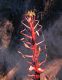 image of Fouquieria columnaris
