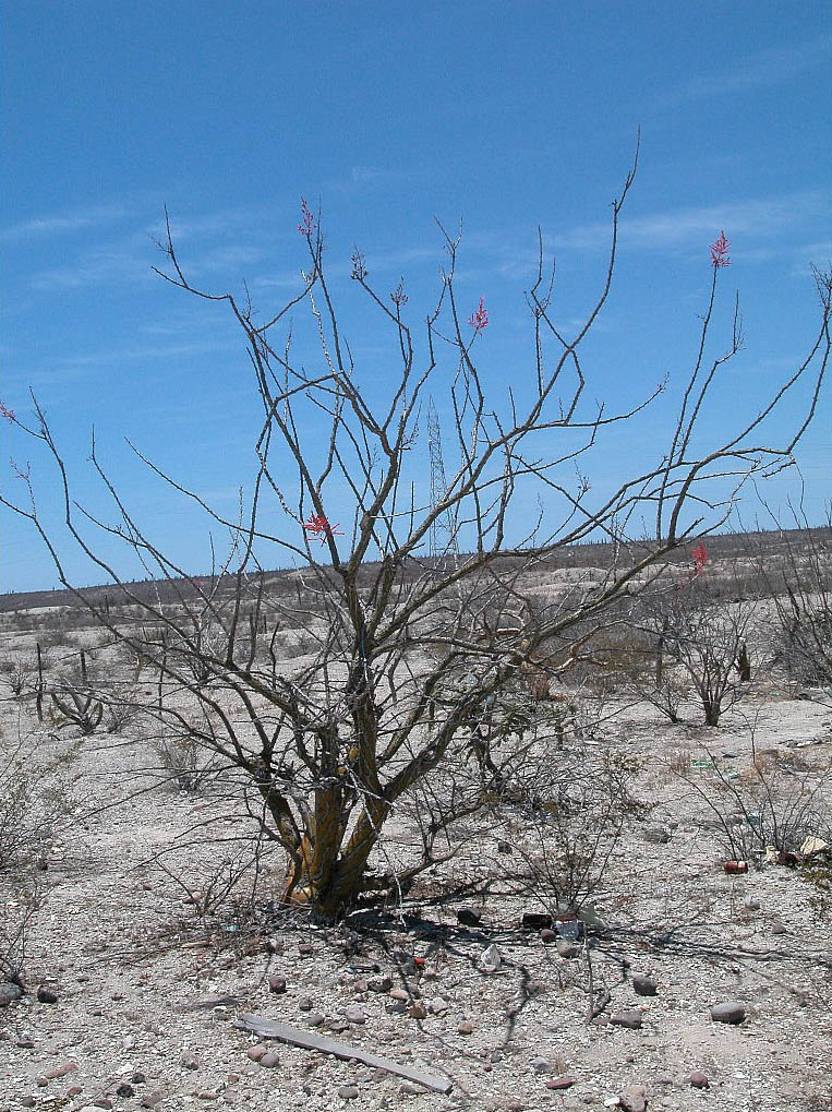 Fouquieriaceae Fouquieria diguetii