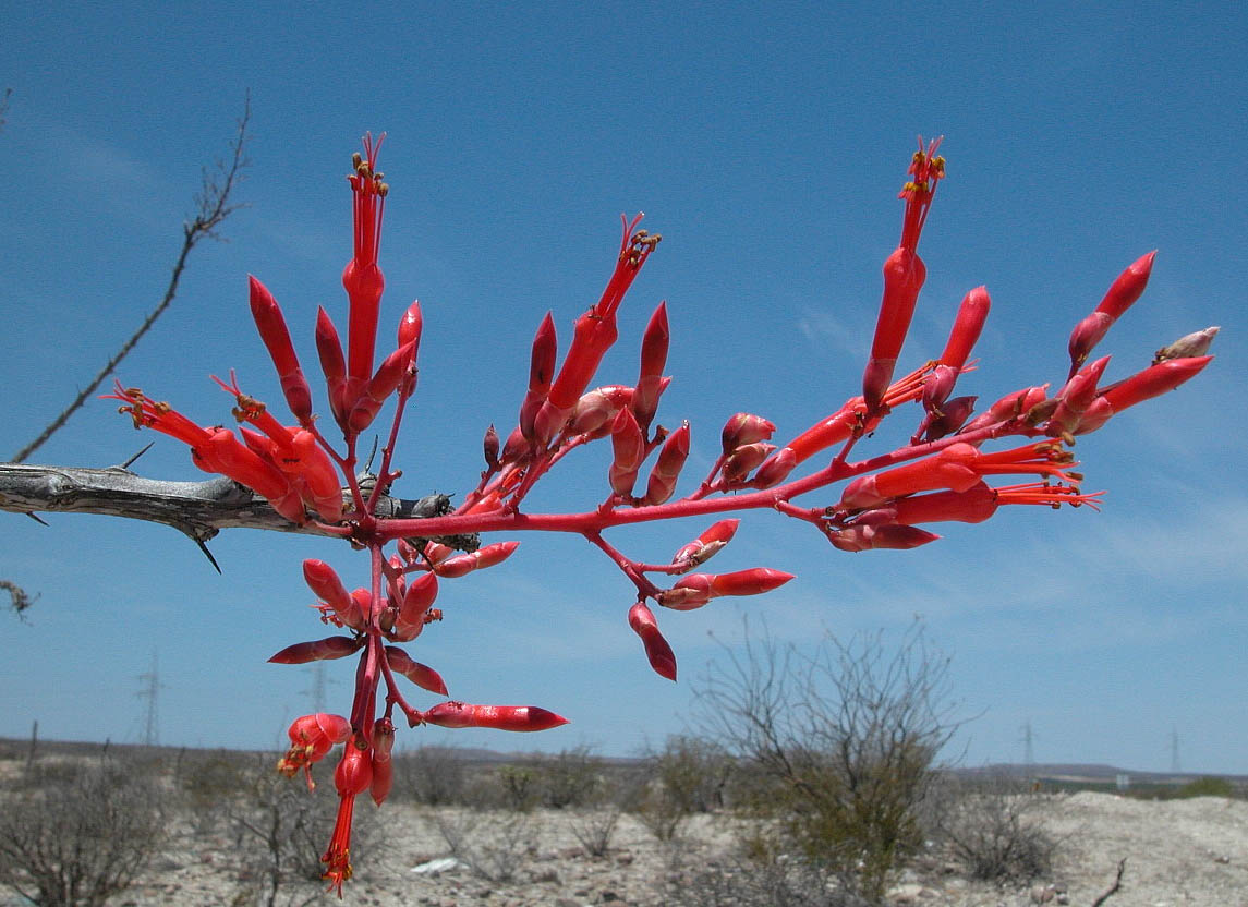 Fouquieriaceae Fouquieria diguetii