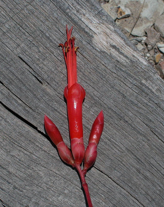 Fouquieriaceae Fouquieria diguetii
