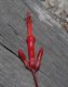 image of Fouquieria diguetii