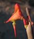 image of Euphorbia macrocarpus