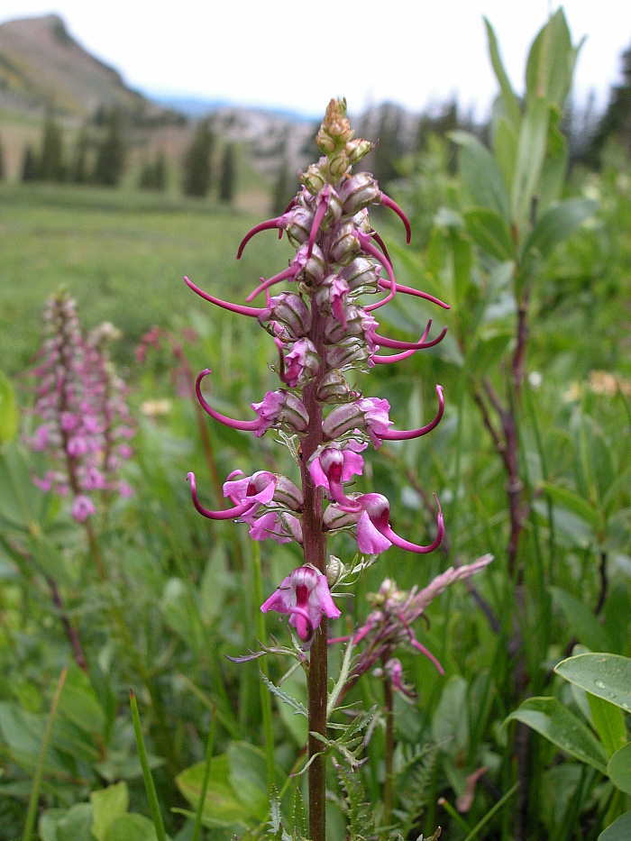 Orobanchaceae Pedicularis groenlandica