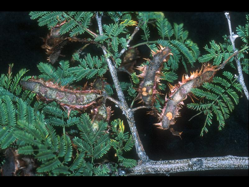 Fabaceae Mimosa lacerata
