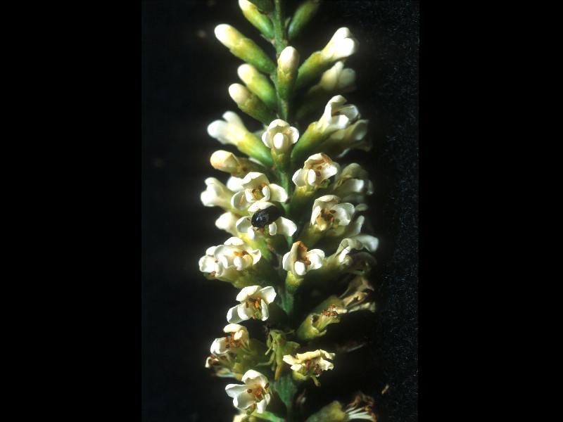 Fabaceae Eysenhardtia 