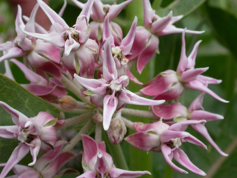 Apocynaceae Asclepias speciosa
