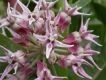 image of Asclepias speciosa