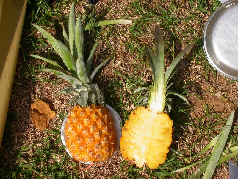 Bromeliaceae Ananas comosus