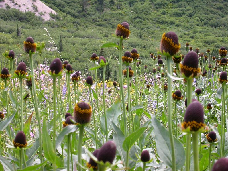 Asteraceae Rudbeckia occidentalis
