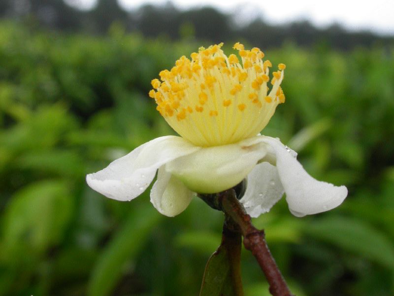 Theaceae Camellia sinensis