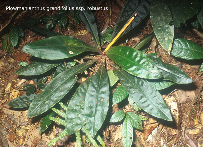Commelinaceae Plowmanianthus grandifolius
