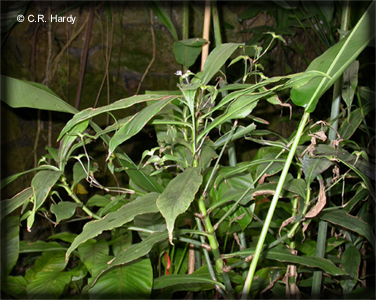 Commelinaceae Tradescantia zanonia