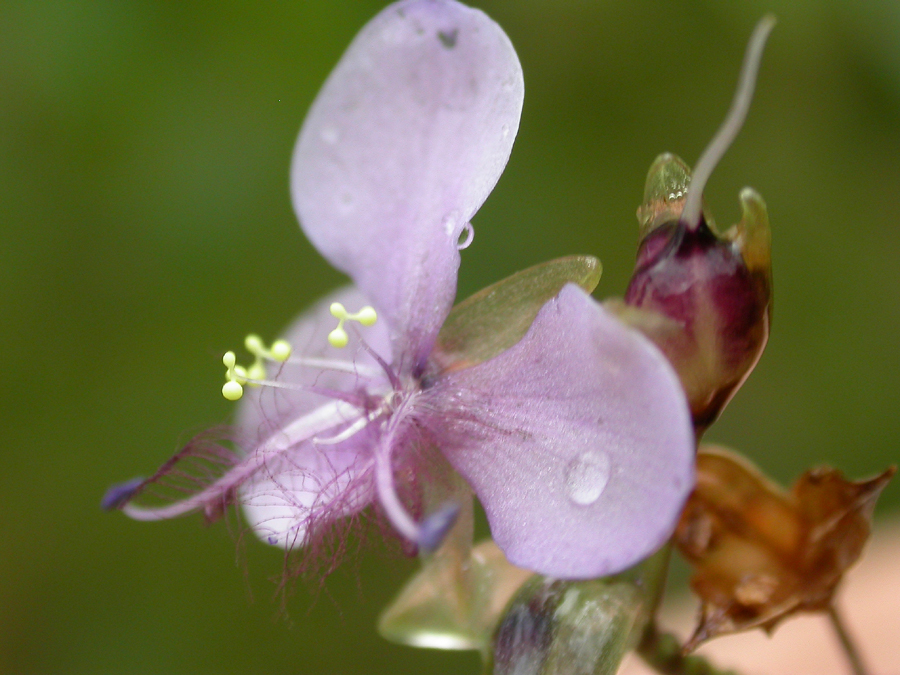 Commelinaceae Murdannia simplex