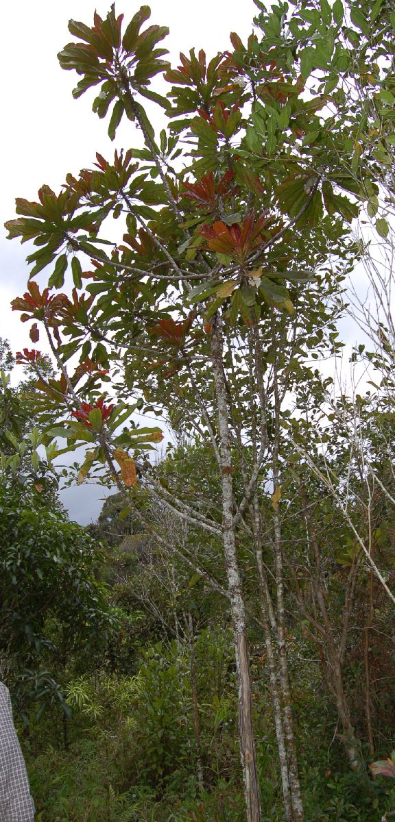Dombeyaceae Dombeya dolicophylla