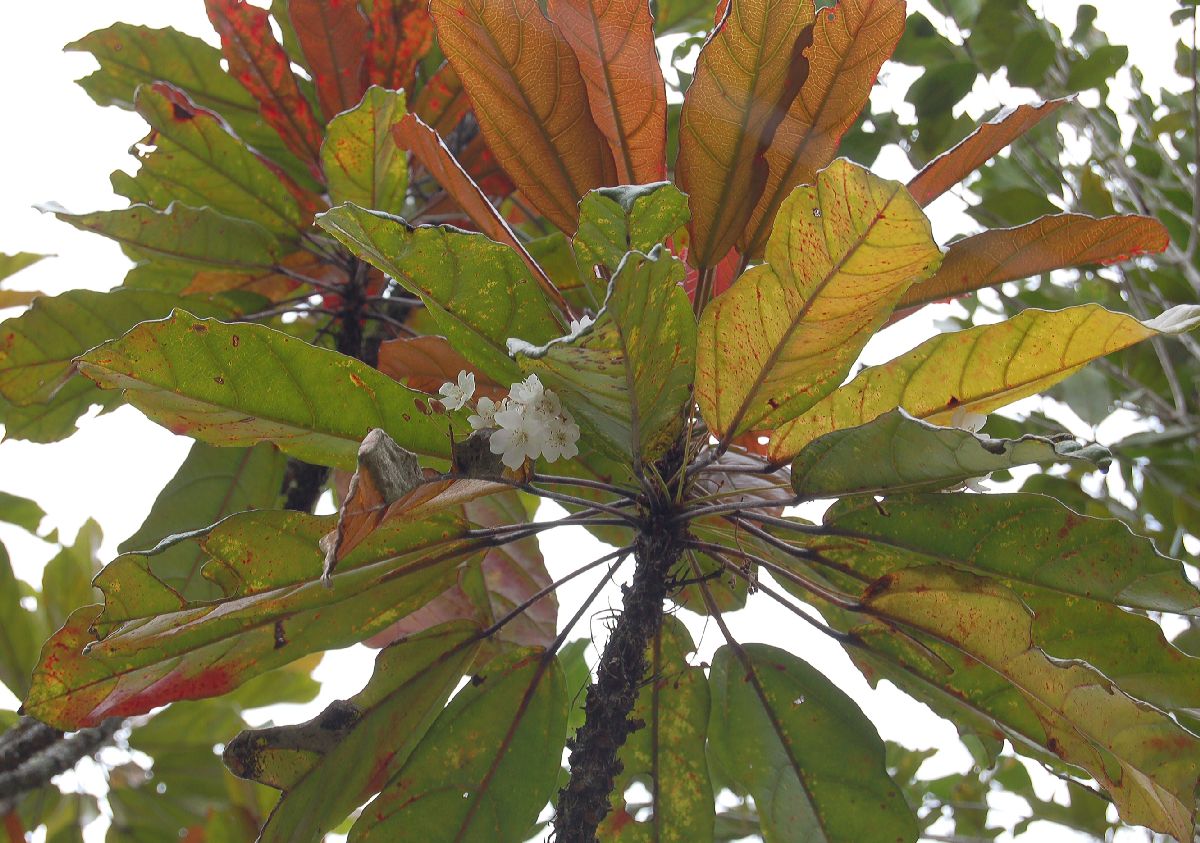 Dombeyaceae Dombeya dolicophylla