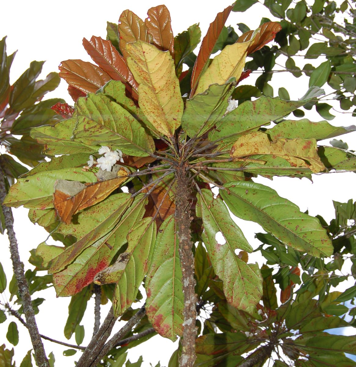 Dombeyaceae Dombeya dolicophylla
