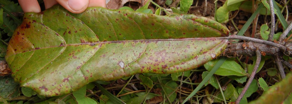 Dombeyaceae Dombeya dolicophylla