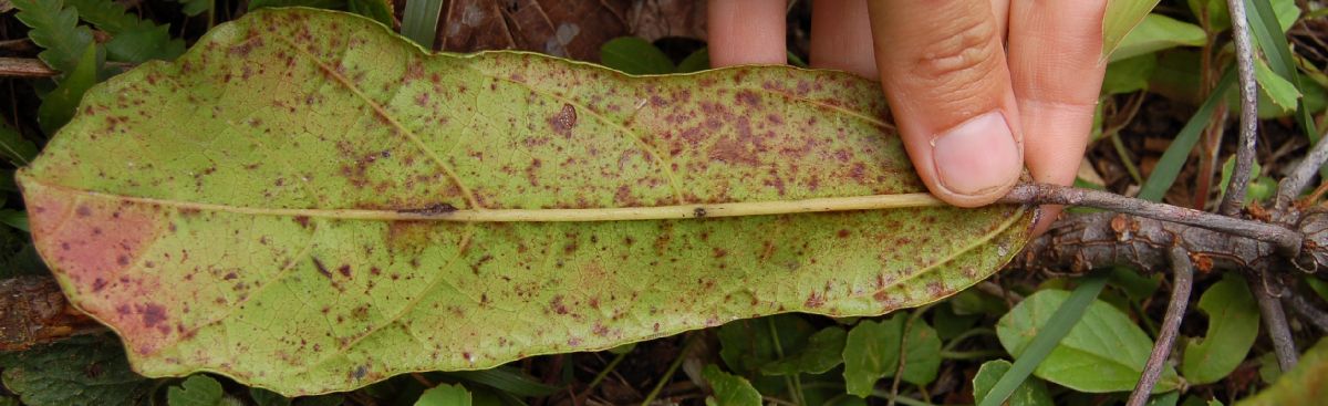 Dombeyaceae Dombeya dolicophylla