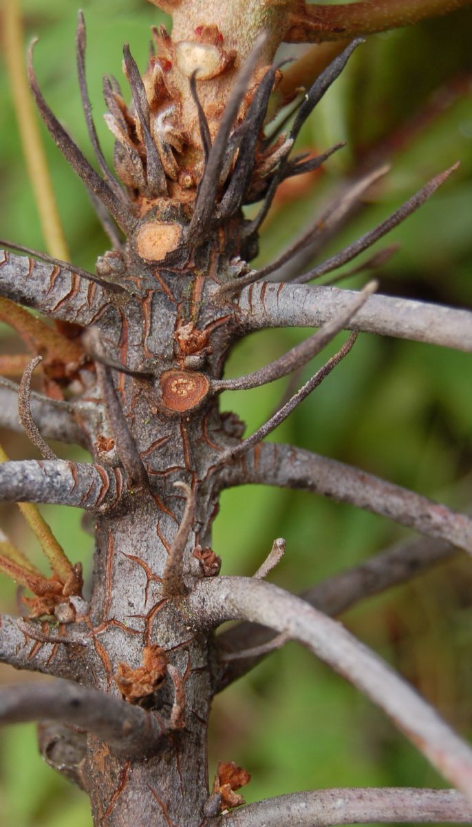 Dombeyaceae Dombeya dolicophylla
