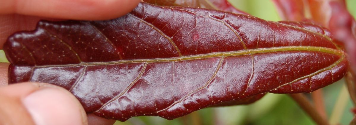Dombeyaceae Dombeya dolicophylla