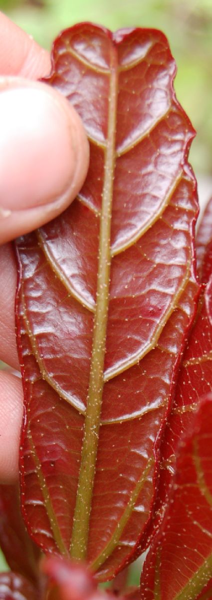 Dombeyaceae Dombeya dolicophylla