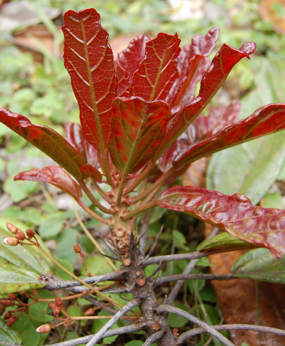 Dombeyaceae Dombeya dolicophylla