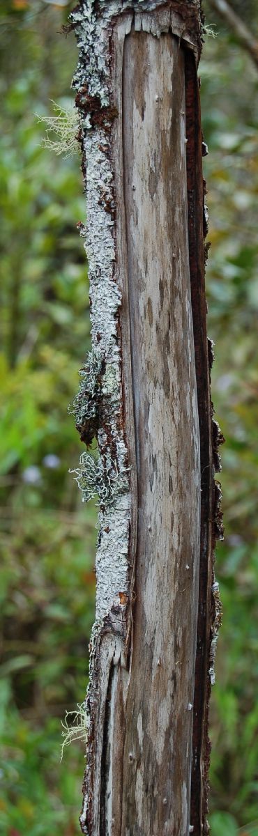 Dombeyaceae Dombeya dolicophylla