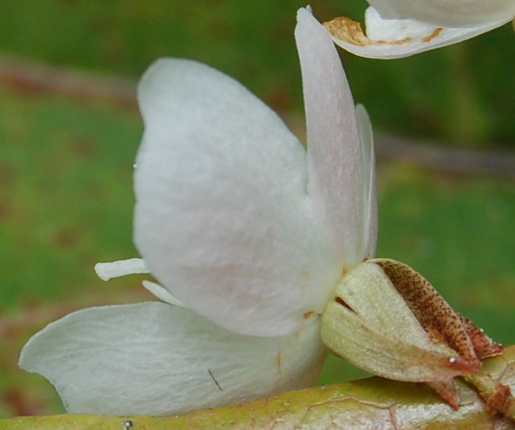 Dombeyaceae Dombeya dolicophylla