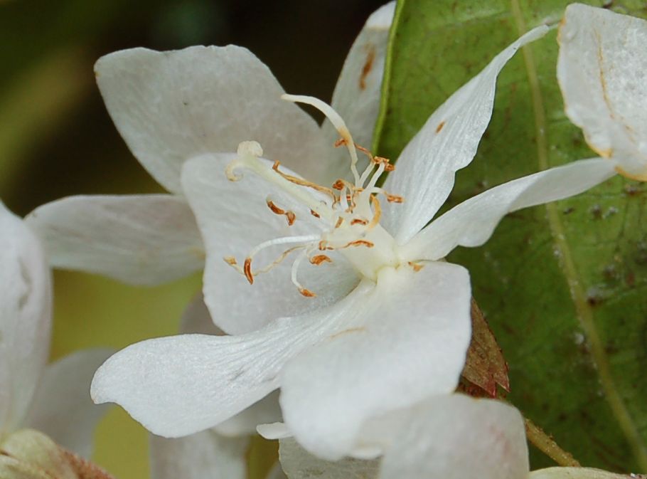 Dombeyaceae Dombeya dolicophylla